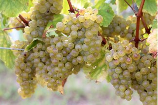 vino